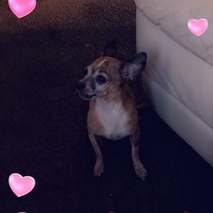 Meet your Posher, Sandy